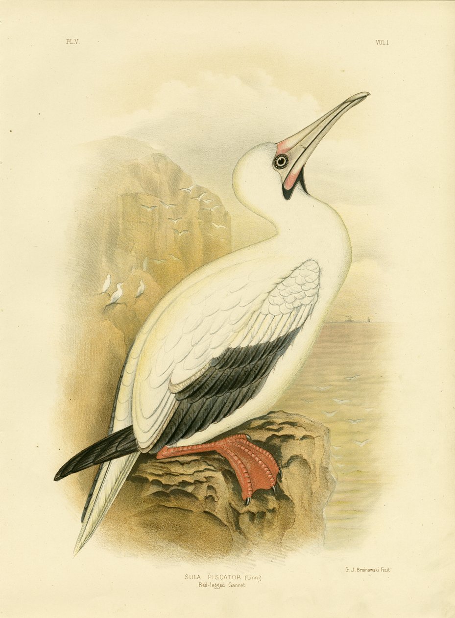 Gannet červenonohý, 1891 od Gracius Broinowski
