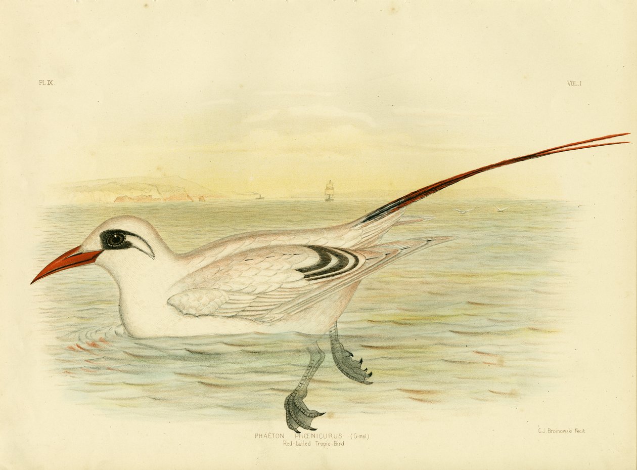 Tropicbird rudoocasý, 1891 od Gracius Broinowski