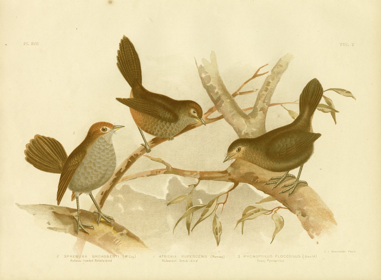 Rufescent Scrub-Bird, 1891 od Gracius Broinowski