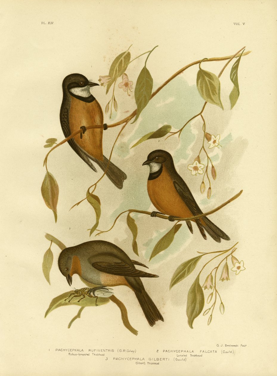 Rufous Whistler, 1891 od Gracius Broinowski