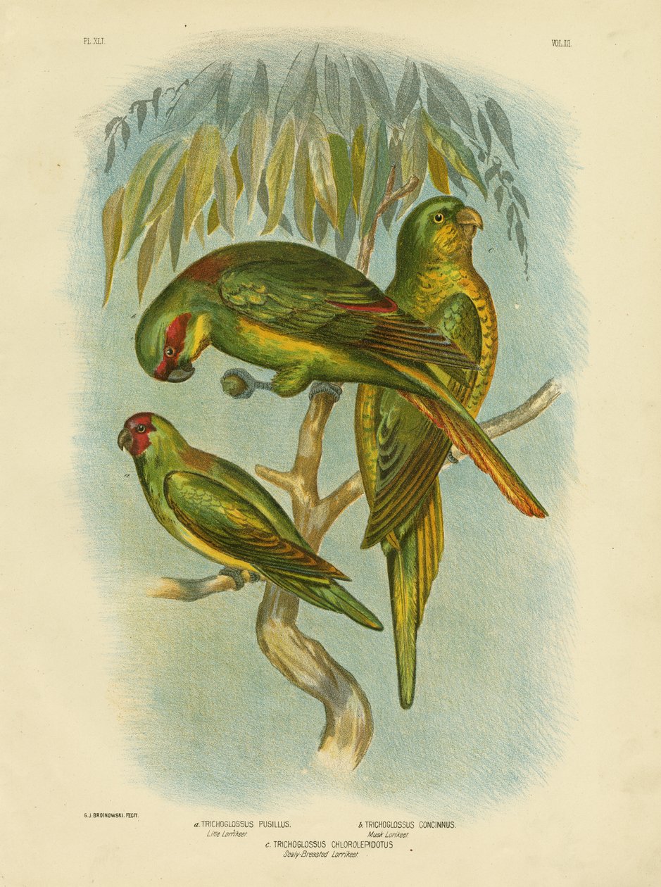 Lorikeet šupinatý, 1891 od Gracius Broinowski