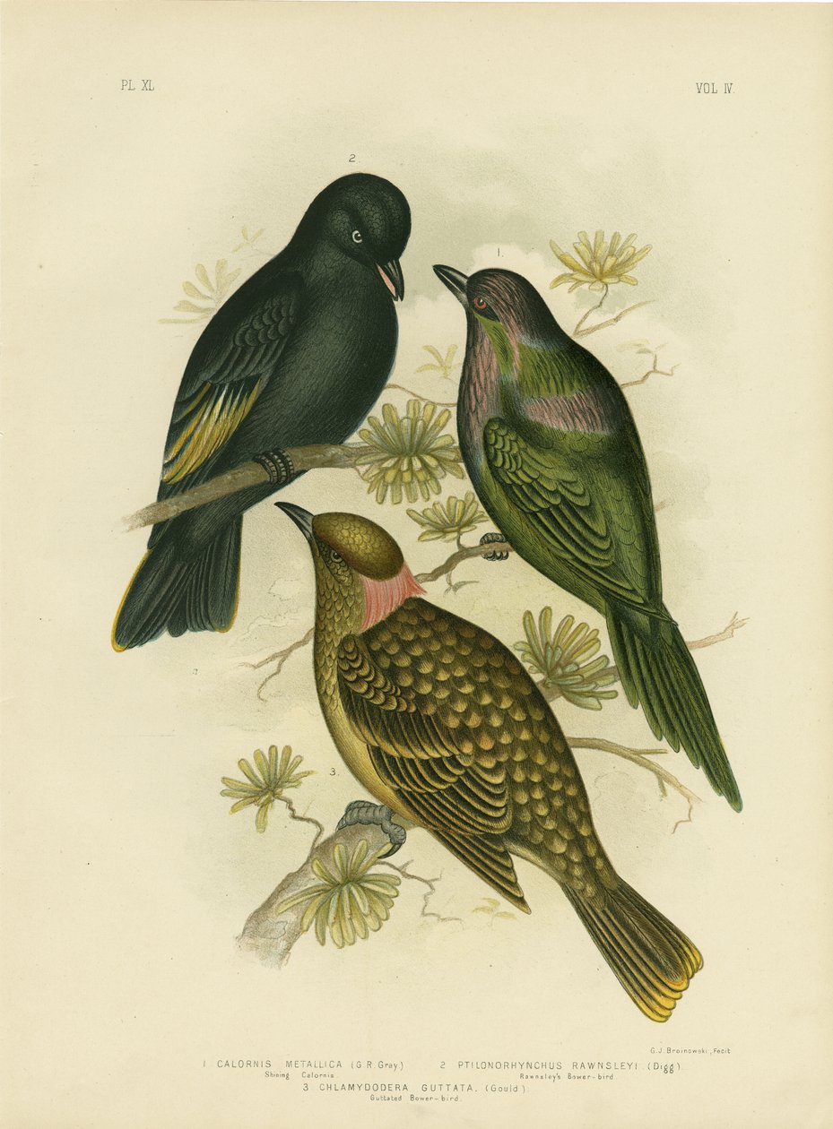 Zářící Calornis Nebo Kovový Starling Nebo Zářící Starling, 1891 od Gracius Broinowski