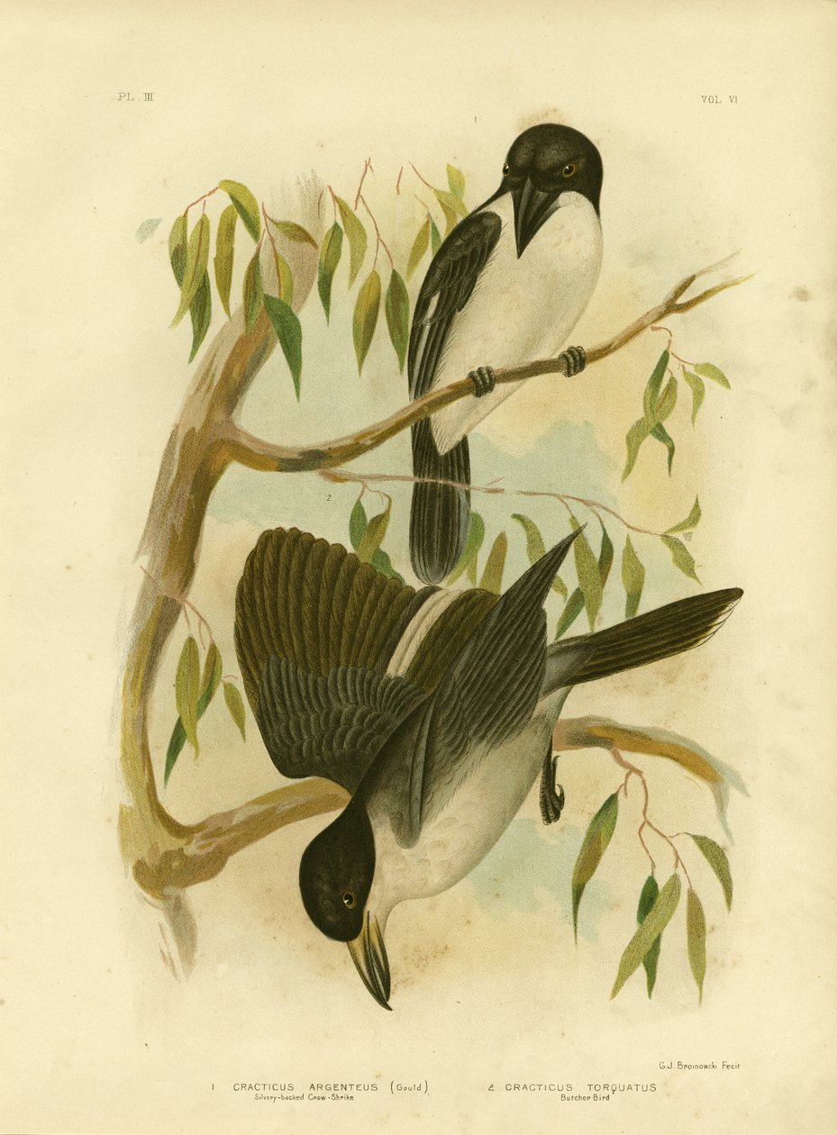 Vrána stříbrnohřbetá nebo Butcherbird Silverys-backed, 1891 od Gracius Broinowski