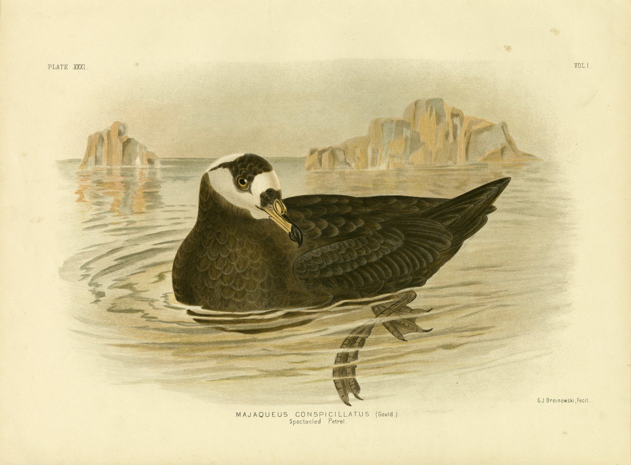 Petrel brýlatý, 1891 od Gracius Broinowski