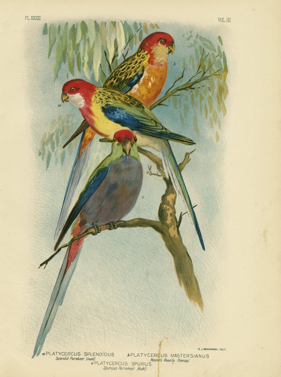 Skvělý papoušek, 1891 od Gracius Broinowski