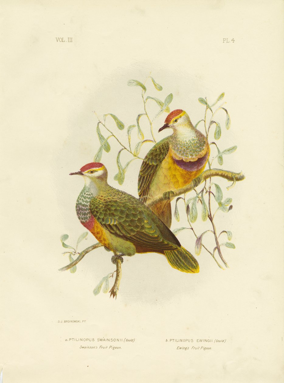 Swainsonův ovocný holub, 1891 od Gracius Broinowski