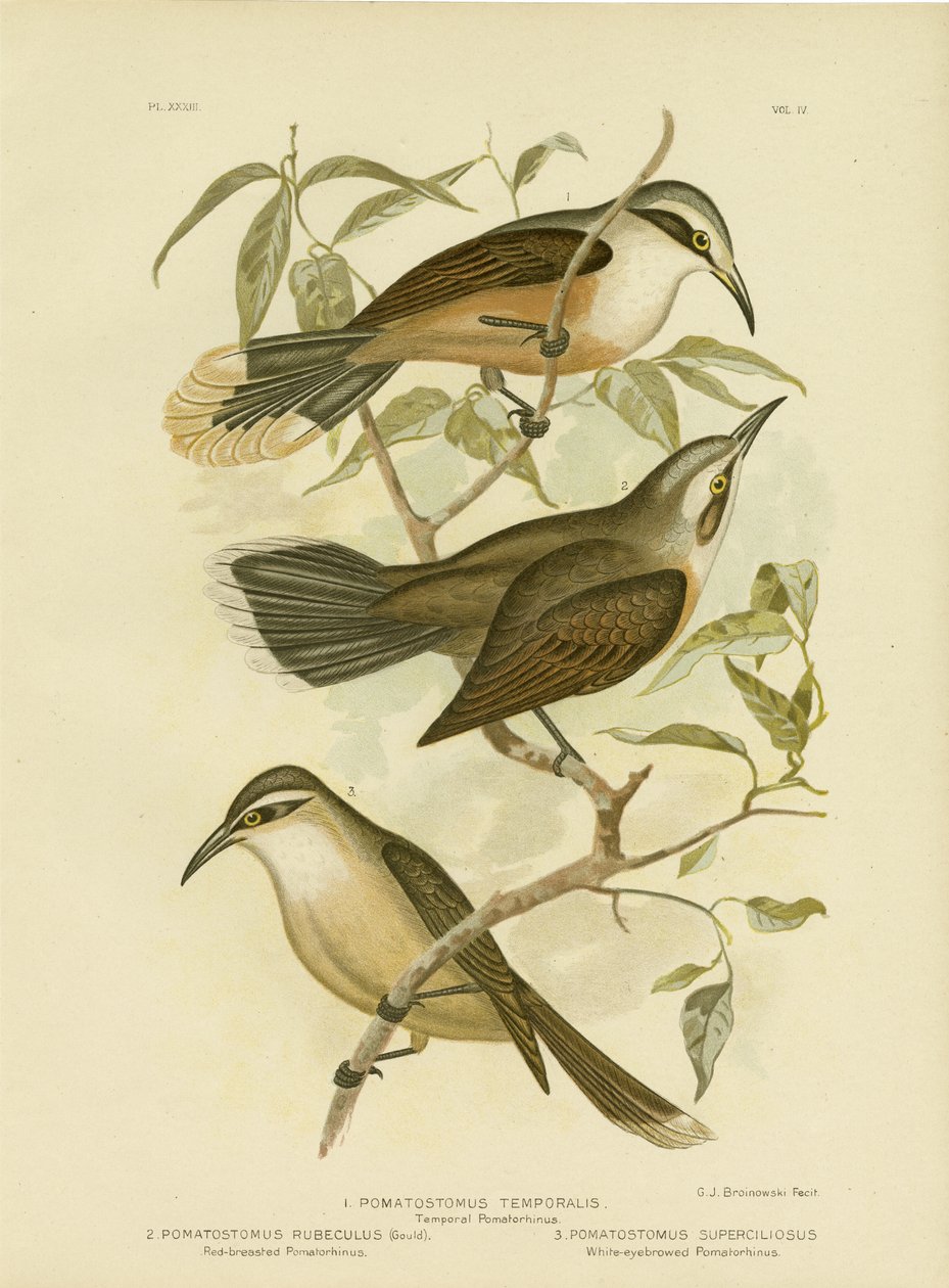 Temporal Pomatorhinus nebo Grey-Crown Babbler, 1891 od Gracius Broinowski
