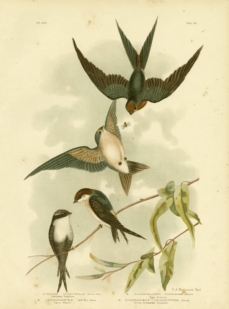 Welcome Swallow Or Pacific Swallow, 1891 od Gracius Broinowski