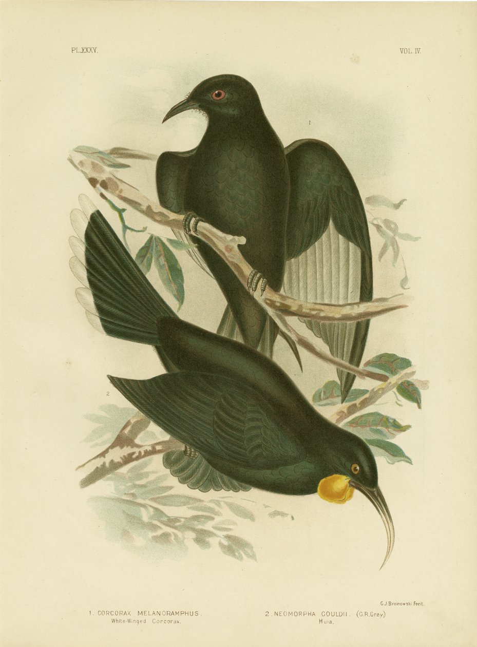 White-Winged Corcorax, 1891 od Gracius Broinowski