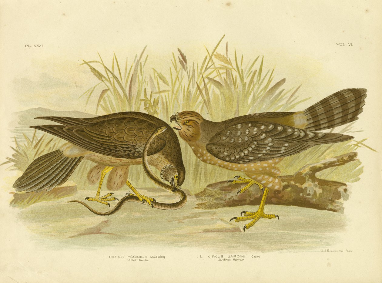 Allied Harrier or Spotted Harrier, 1891 od Gracius Broinowski
