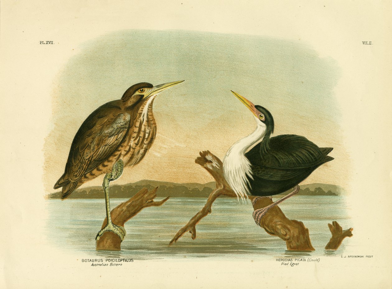 Australský Bittern, 1891 od Gracius Broinowski