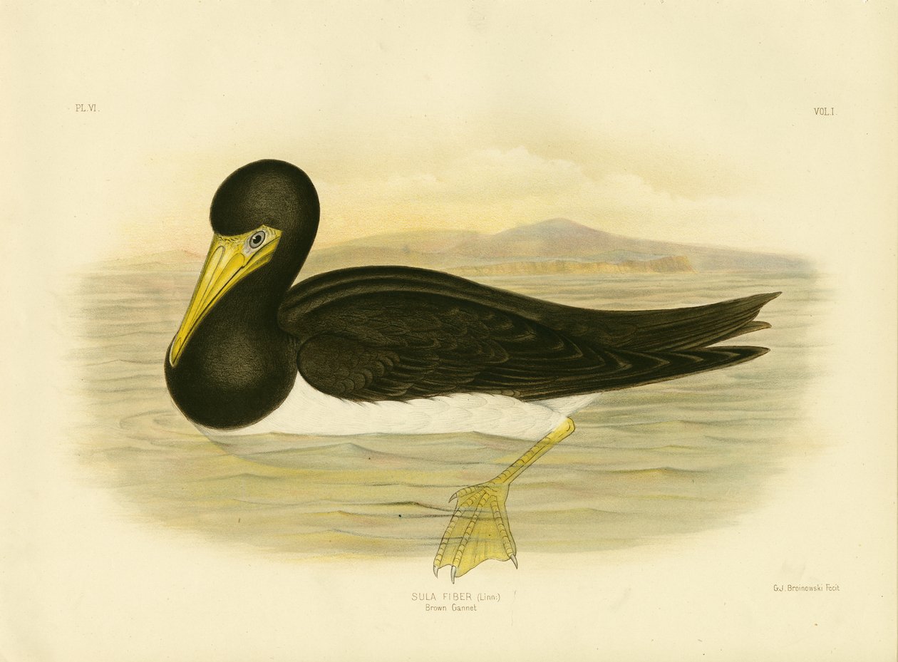 Gannet hnědý, 1891 od Gracius Broinowski