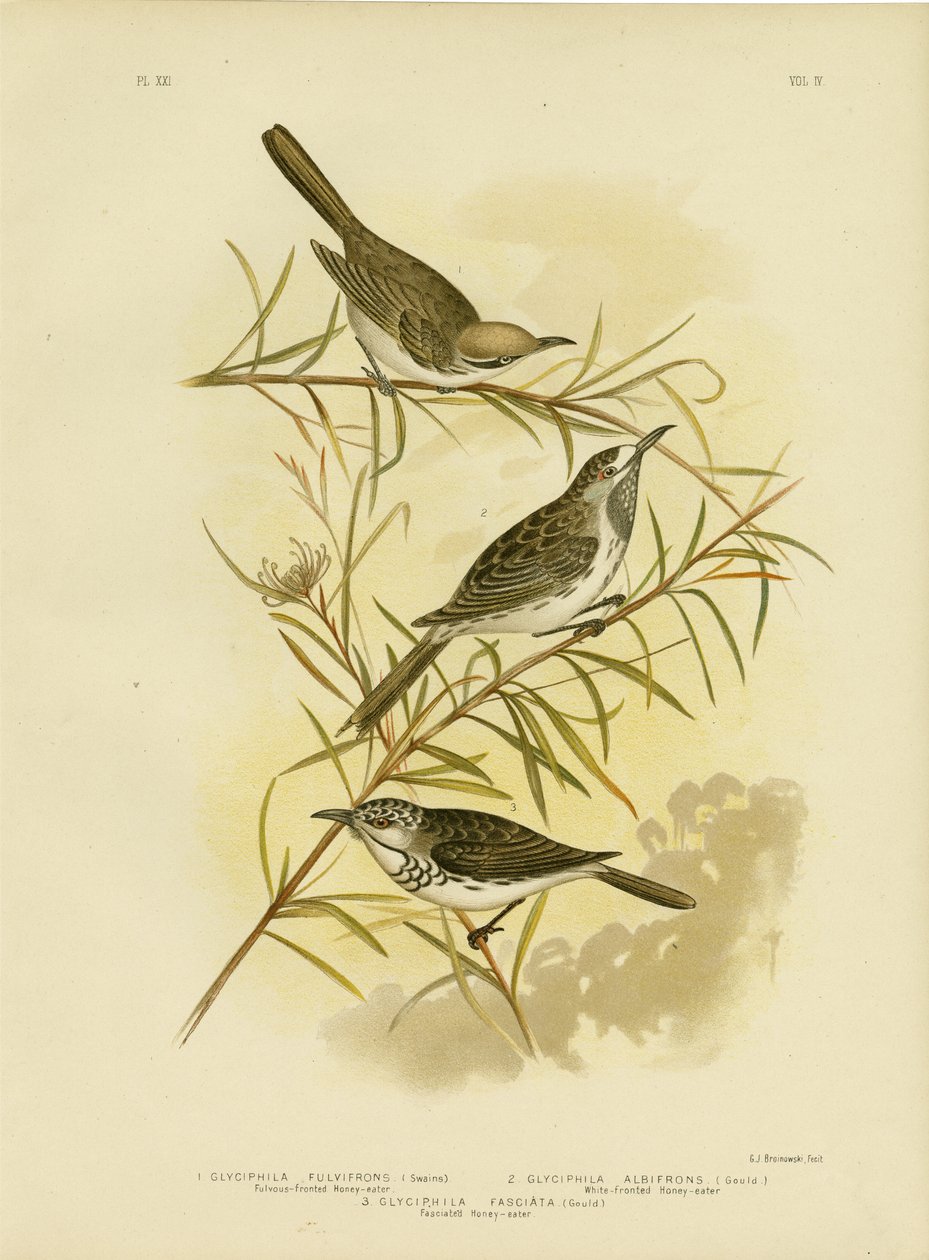 Medojed Fulvous-Fronted, 1891 od Gracius Broinowski