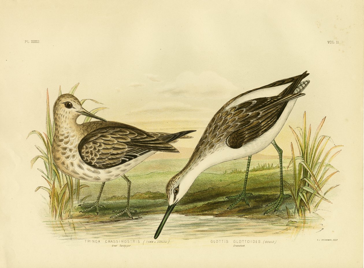 Velký jespák, 1891 od Gracius Broinowski