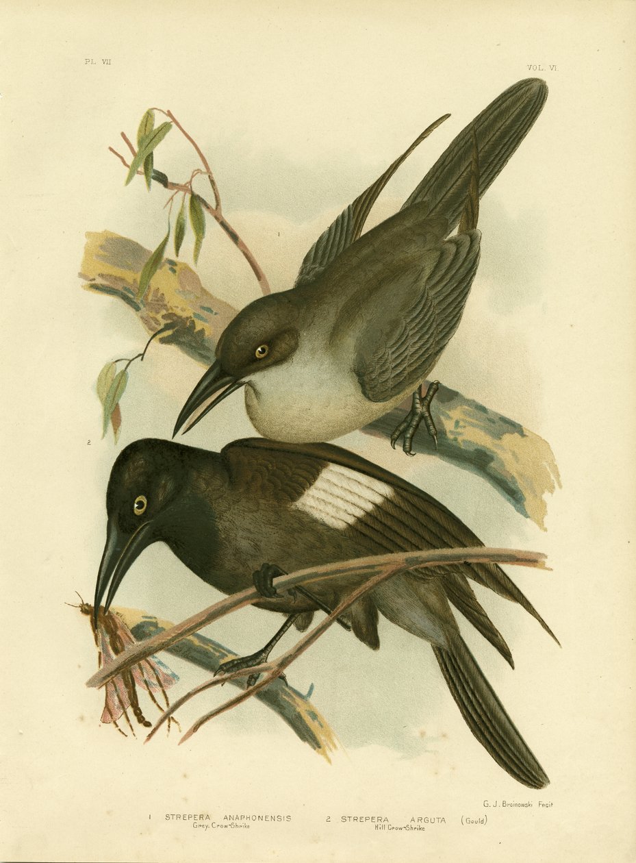Grey Crow-Shrike, 1891 od Gracius Broinowski