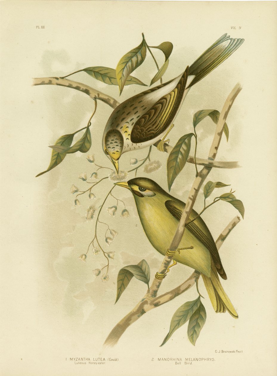 Luteous Honeyeater or Yellow-Throated Miner, 1891 od Gracius Broinowski