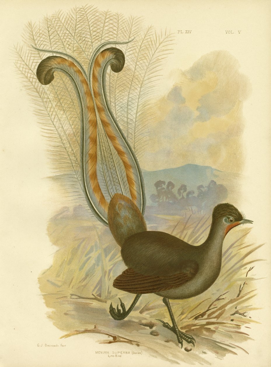 Lyrebird, 1891 od Gracius Broinowski