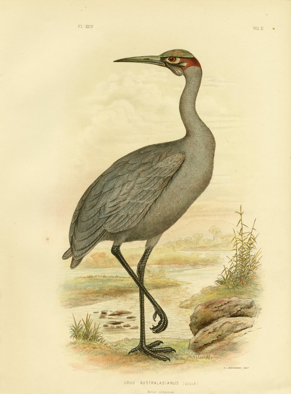 Native Companion Or Brolga, 1891 od Gracius Broinowski