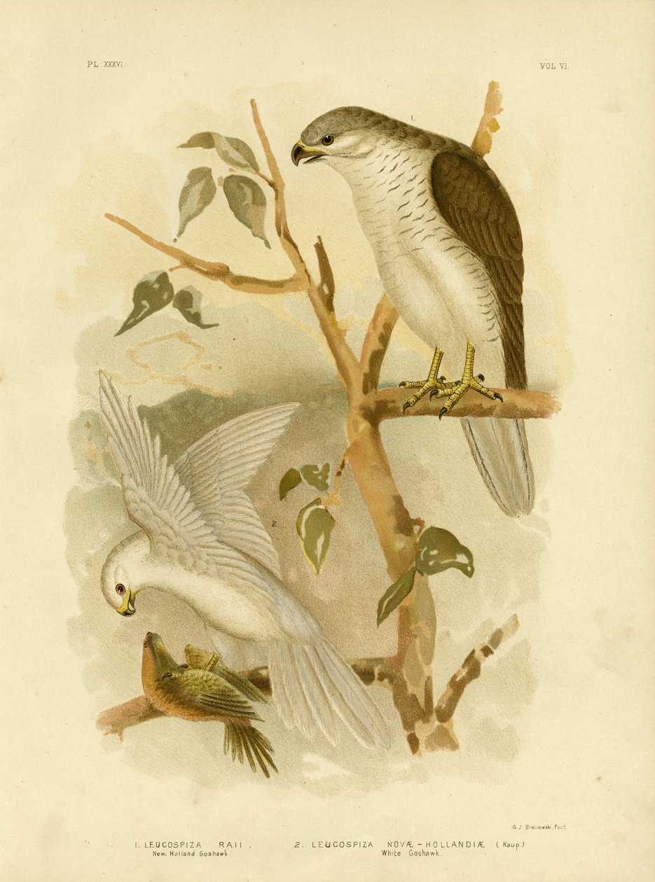 New Holland Goshawk, 1891 od Gracius Broinowski