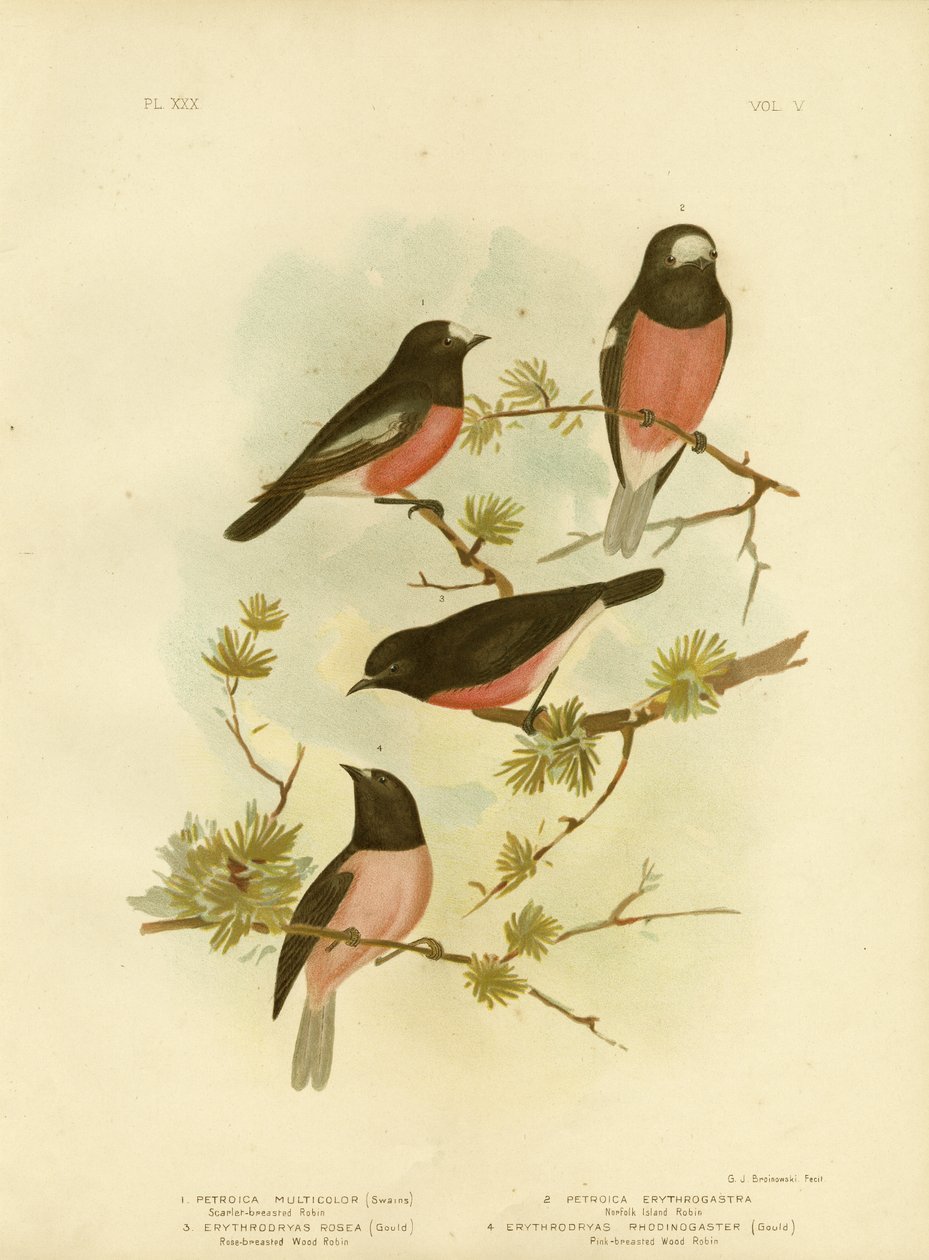 Červenka s šarlatovým prsem nebo pacifický Robin, 1891 od Gracius Broinowski
