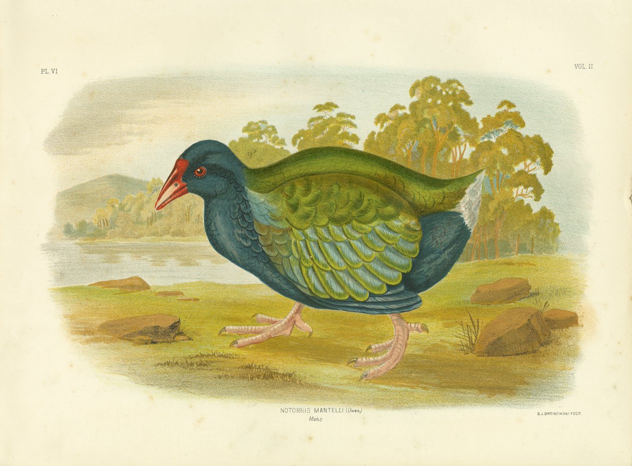 Takahe, 1891 od Gracius Broinowski