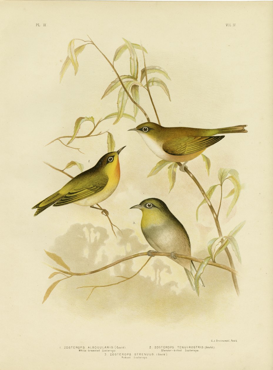 White-Breasted Zosterops or Norfolk White-Eye, 1891 od Gracius Broinowski