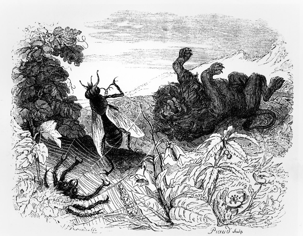 The Lion and the Gnat, ilustrace k 