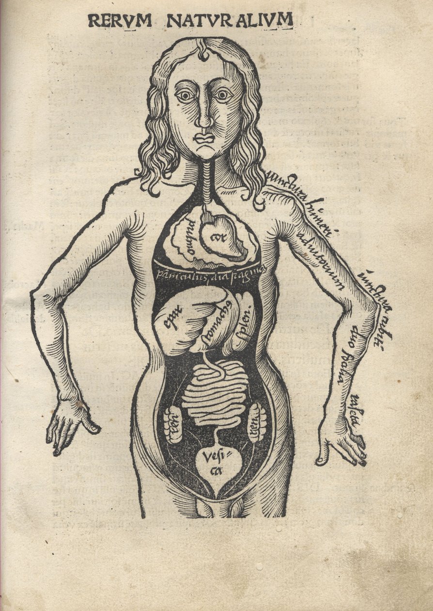 Margarita Filosofická Anatomie, 1504 od Gregor Reisch