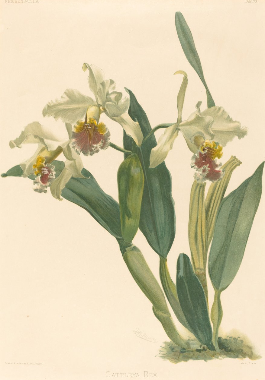Cattleya Rex od Gustav Leutzsch after Henry George Moon