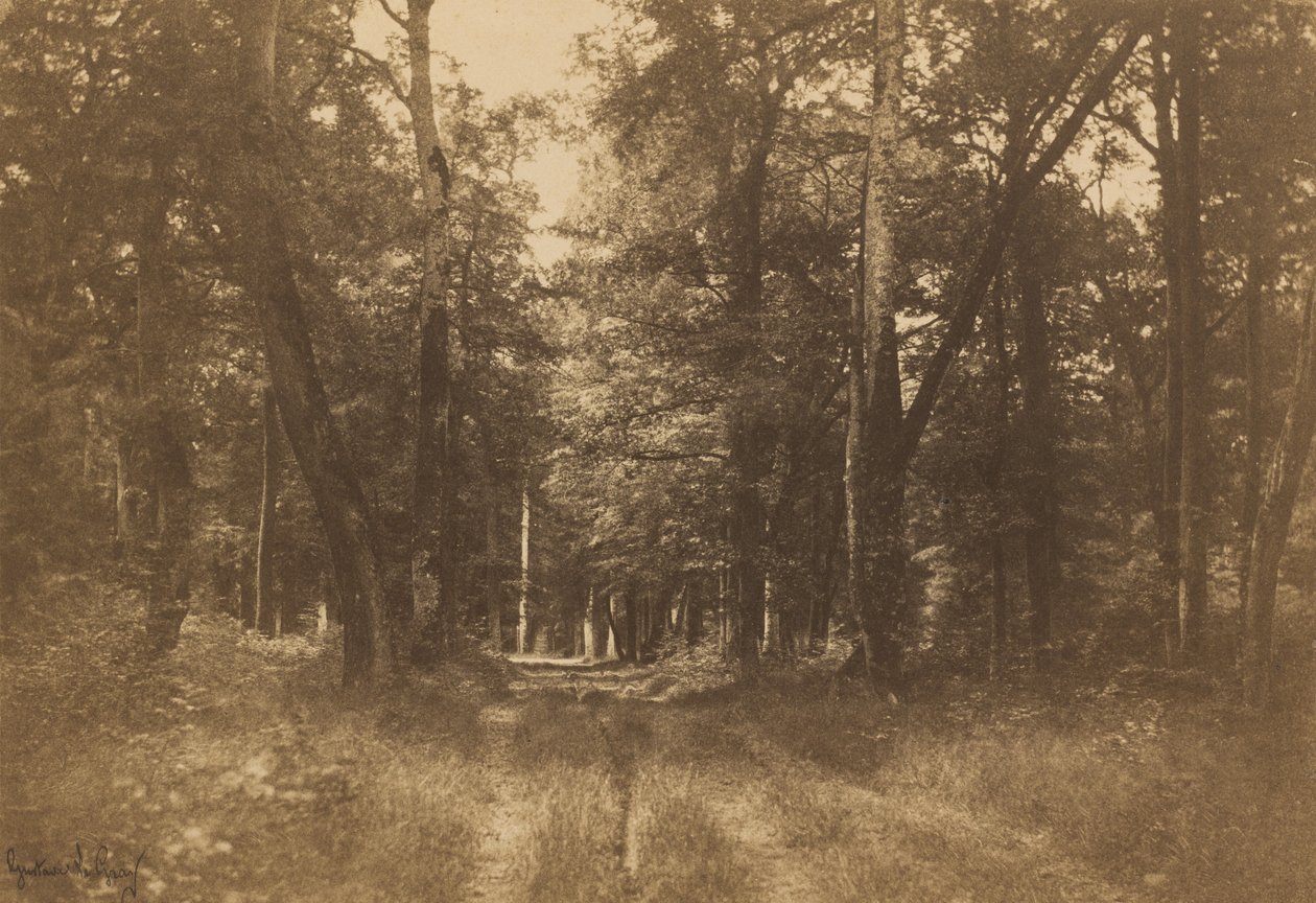 Bas-Bréau, Les Fontainebleau, 1849-1852. od Gustave Le Gray
