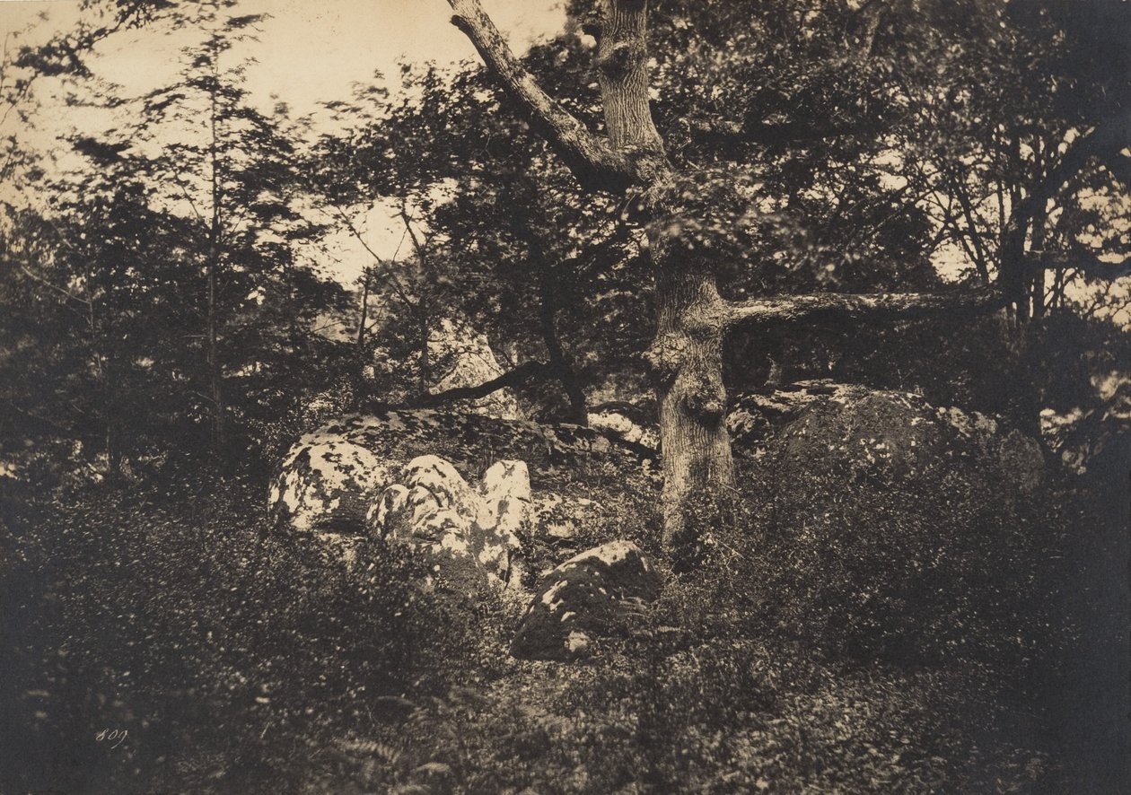 Dub ve skalách ve Fontainebleau, 1849-52. od Gustave Le Gray