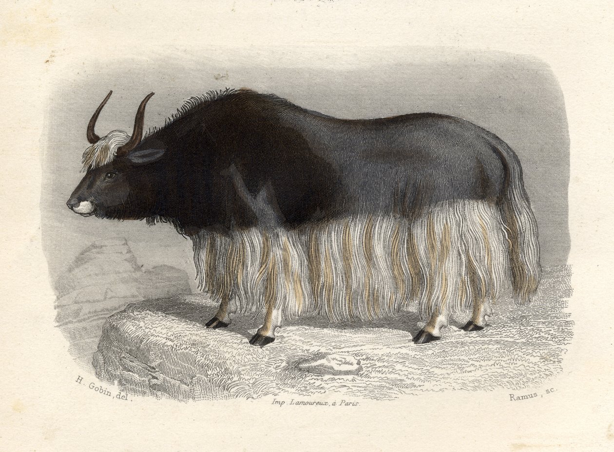 Kráva Tartary, vyryla E. Ramus od H. Gobin