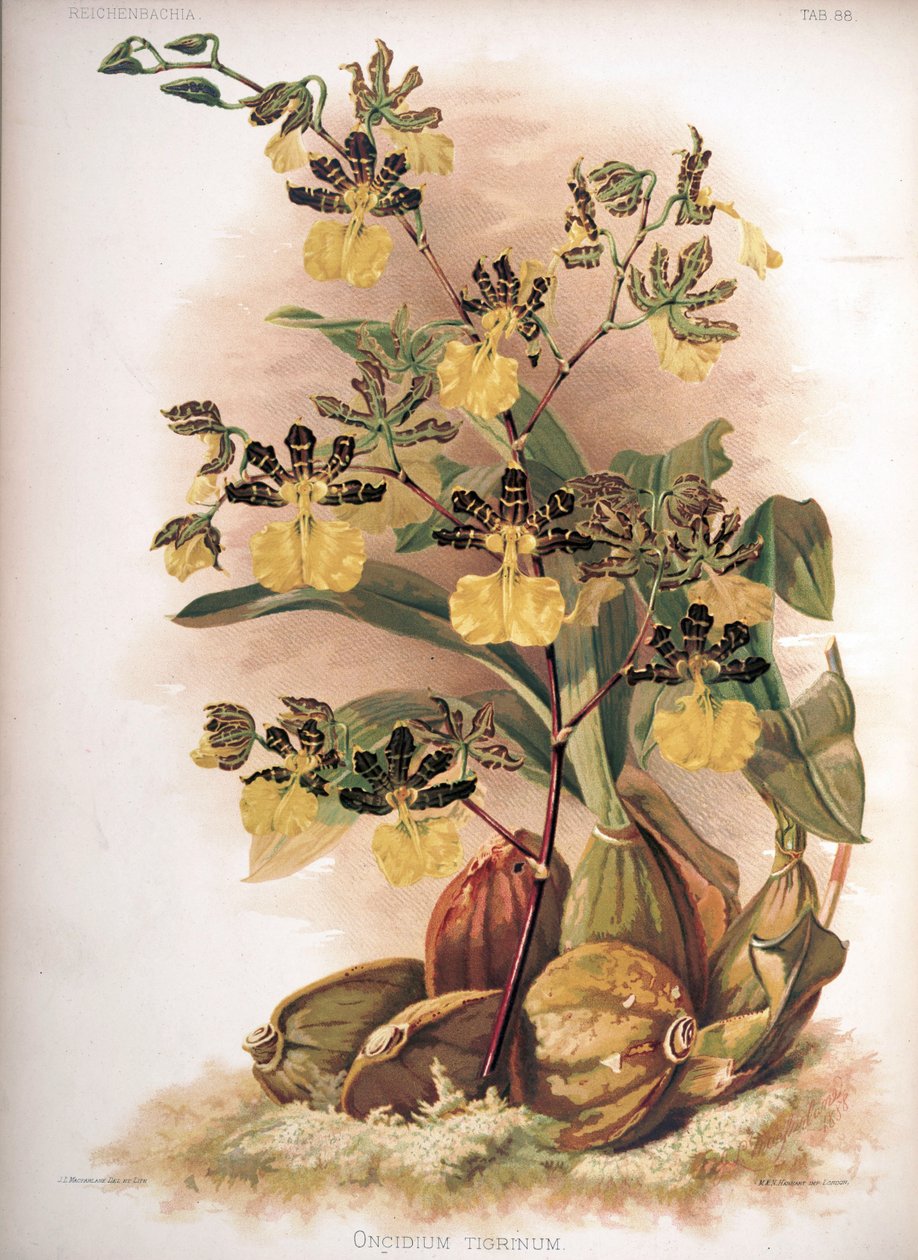 Oncidium tigrinum od H. Sotheran and Co.