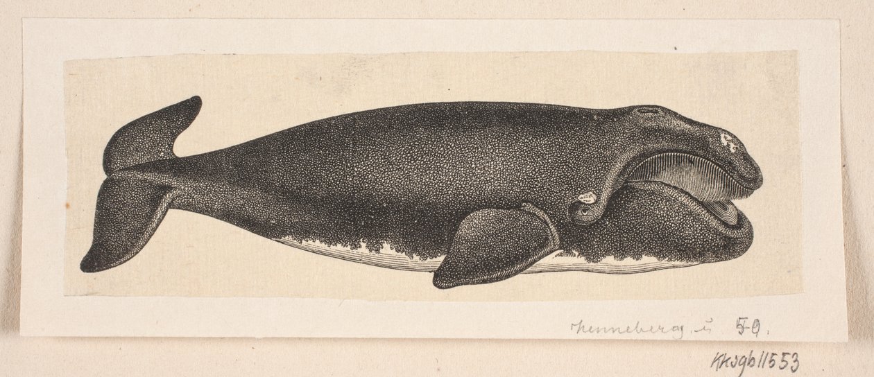 Velryba od H. C. Henneberg