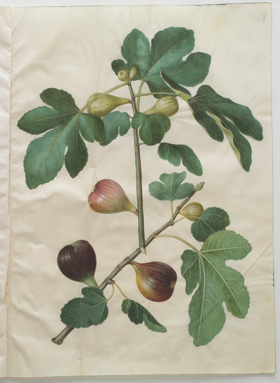 Ficus carica od Hans Simon Holtzbecker