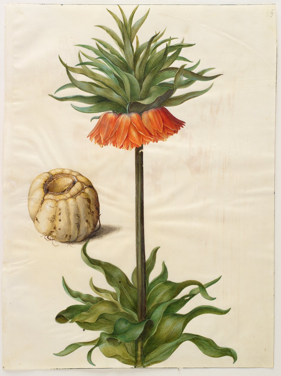 Fritillaria imperialis od Hans Simon Holtzbecker