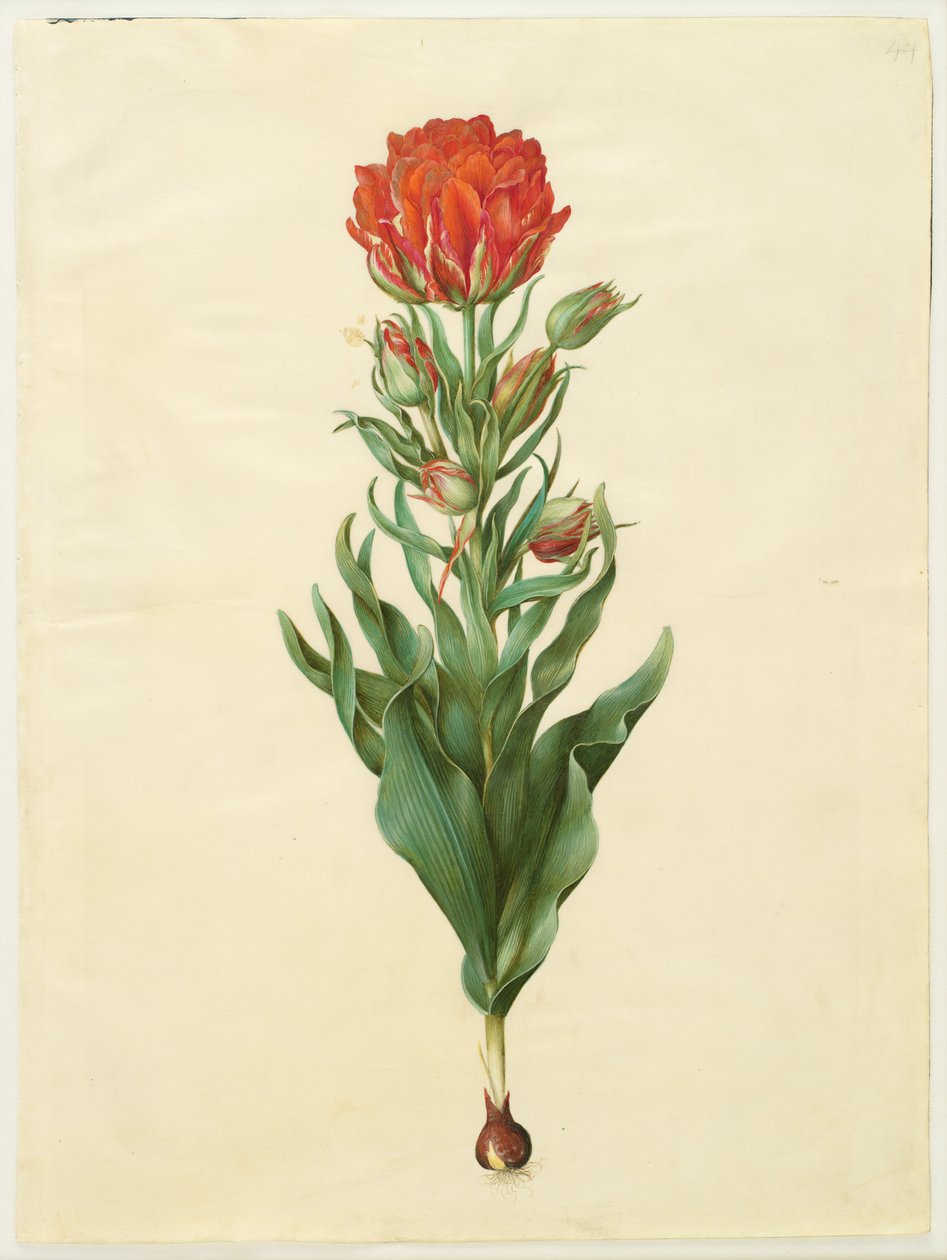 Tulipa gesneriana od Hans Simon Holtzbecker