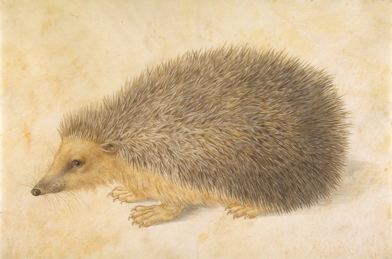 Ježek Erinaceus roumanicus, před rokem 1584. od Hans Hoffmann