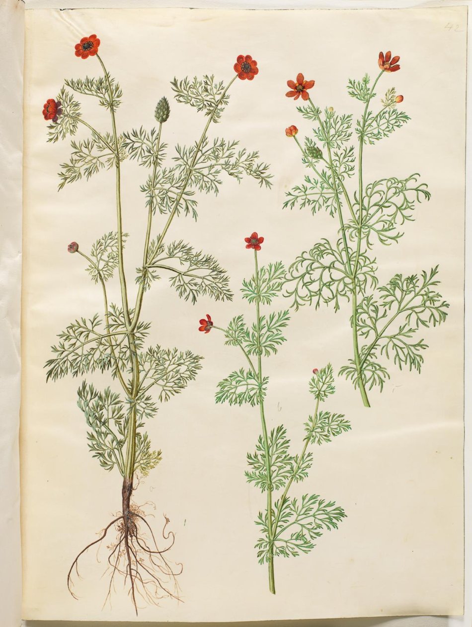 Adonis roční (høst-adonis); Adonis léto (sommer-adonis) od Hans Simon Holtzbecker