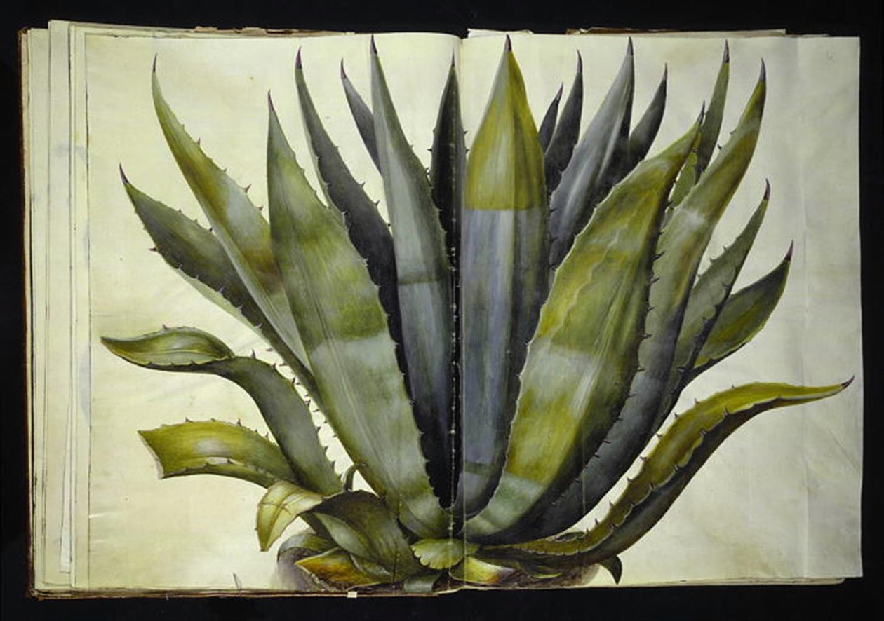 Agave americana (agáve obyčejná) od Hans Simon Holtzbecker