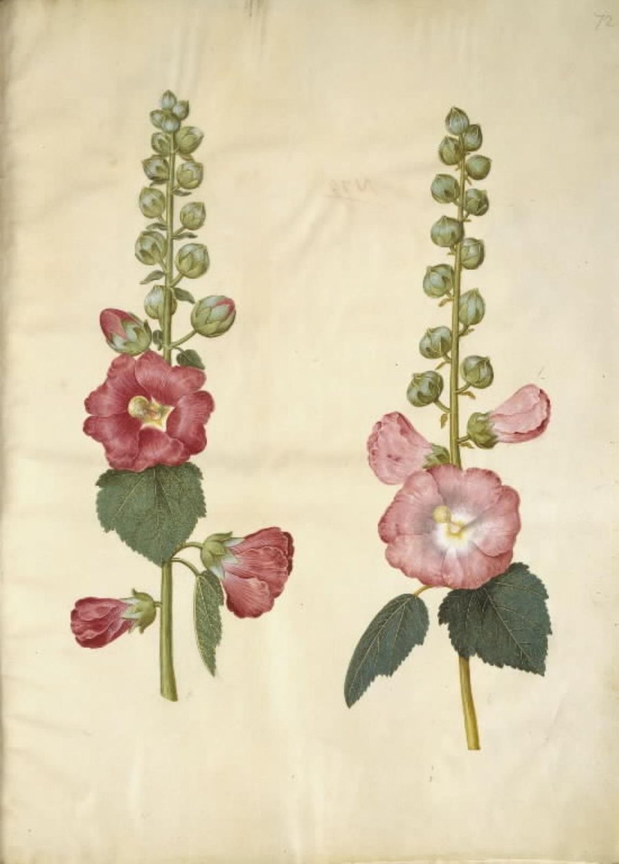 Alcea rosea (stokrosa) od Hans Simon Holtzbecker