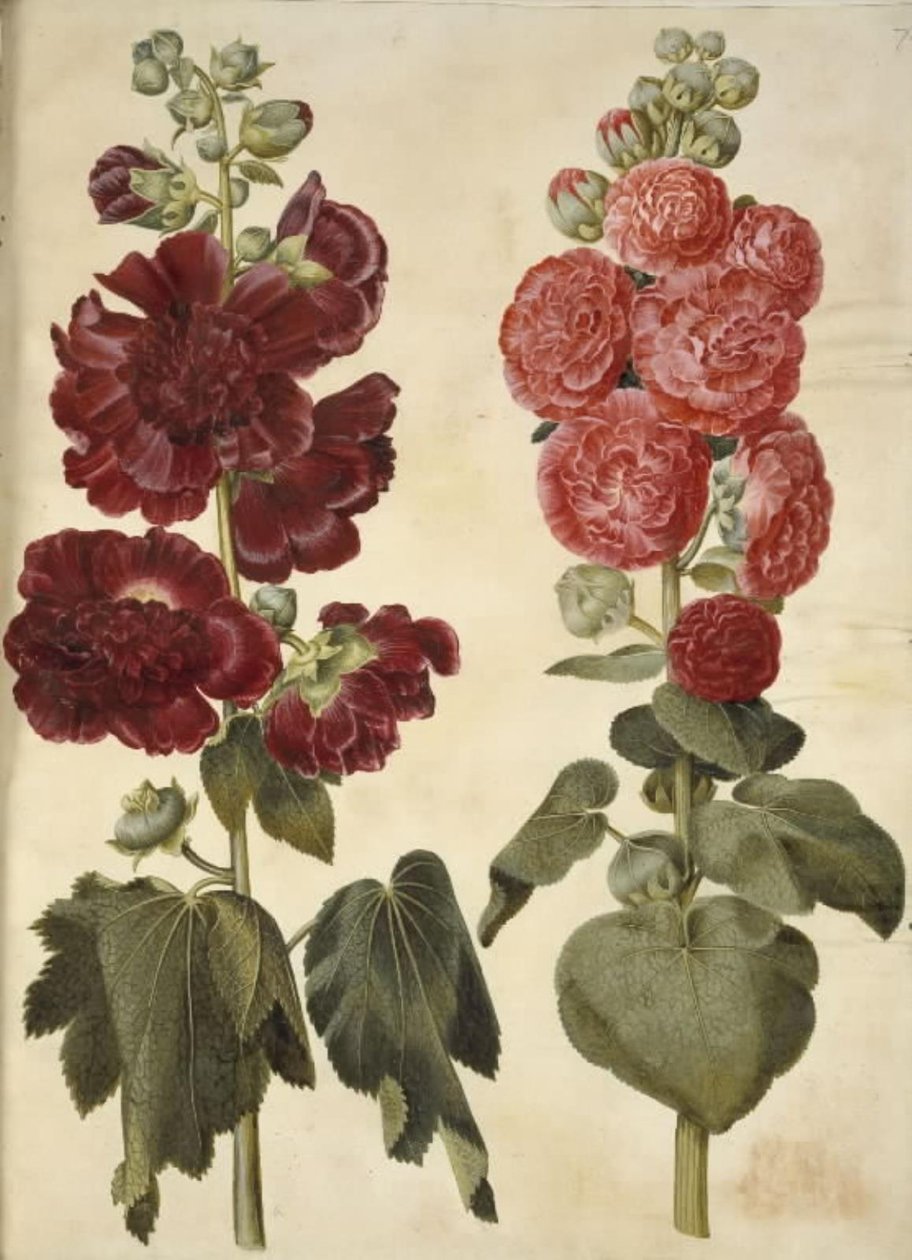 Alcea rosea (stokrosa) od Hans Simon Holtzbecker