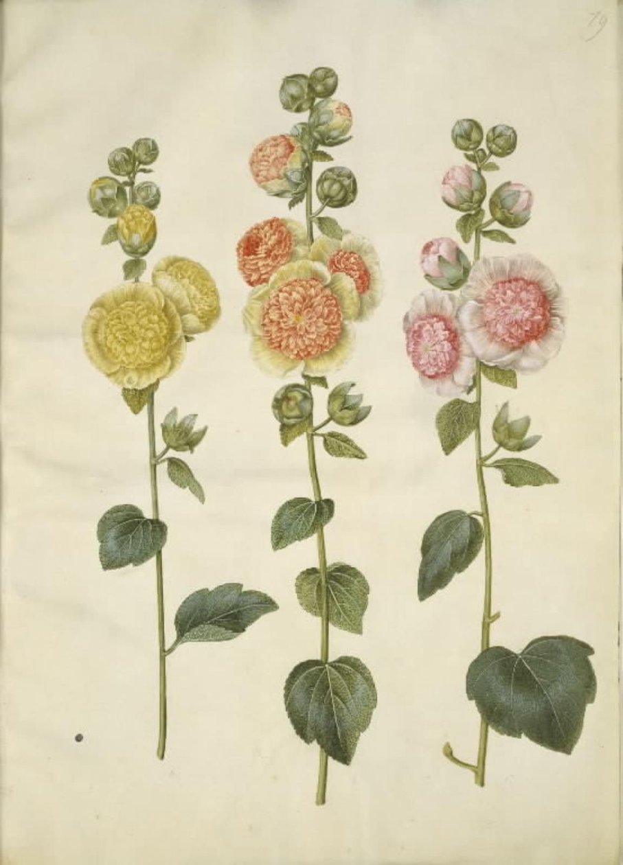 Alcea rosea (stokrosa) od Hans Simon Holtzbecker