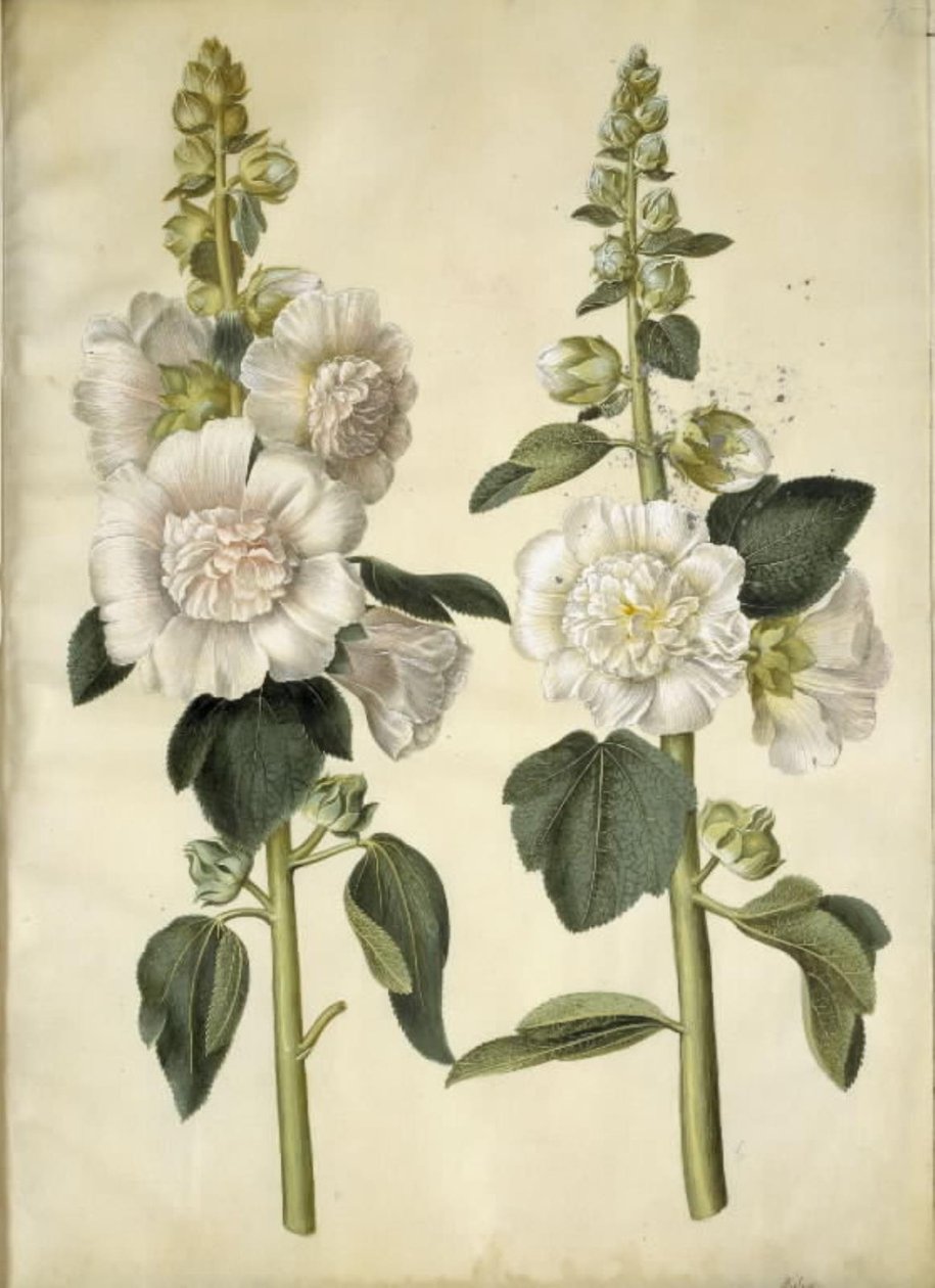 Alcea rosea (stokrosa) od Hans Simon Holtzbecker