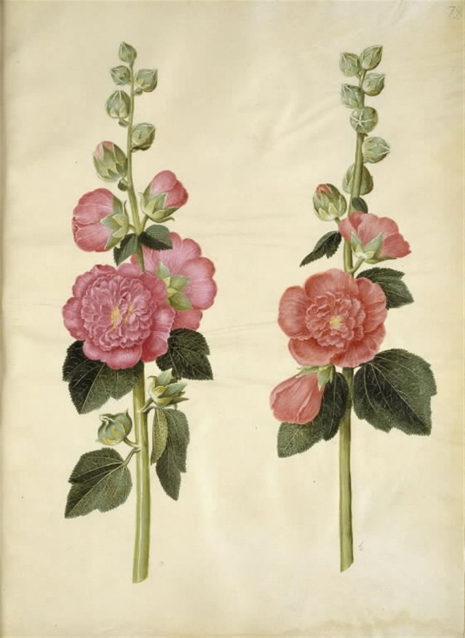 Alcea rosea (stokrosa) od Hans Simon Holtzbecker