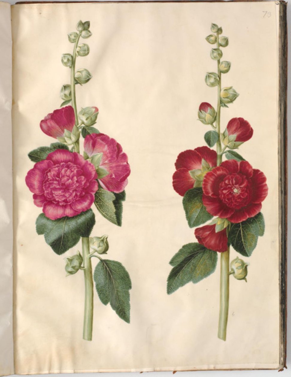 Alcea rosea (stokrosa) od Hans Simon Holtzbecker