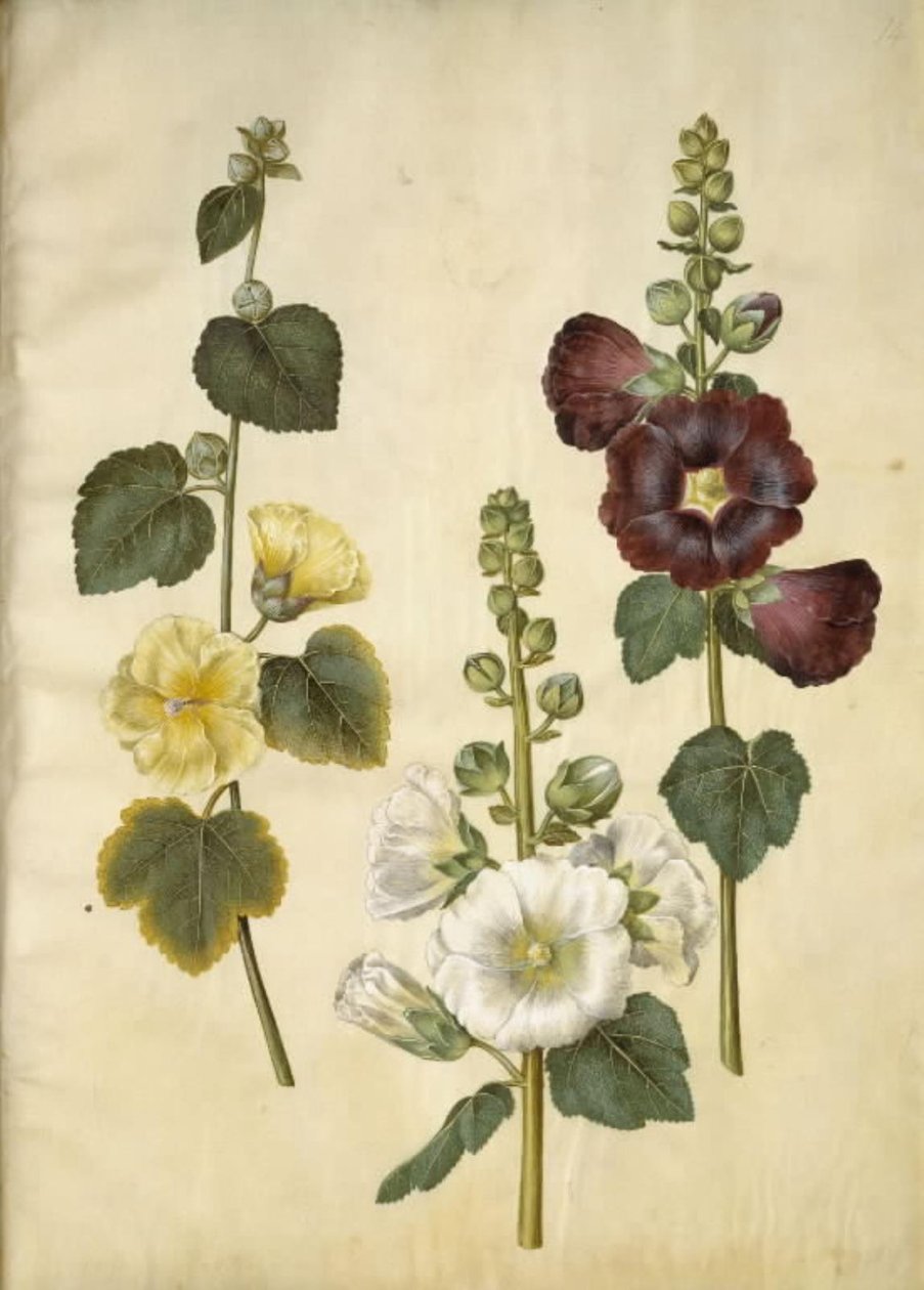 Alcea rosea (stokrosa) od Hans Simon Holtzbecker