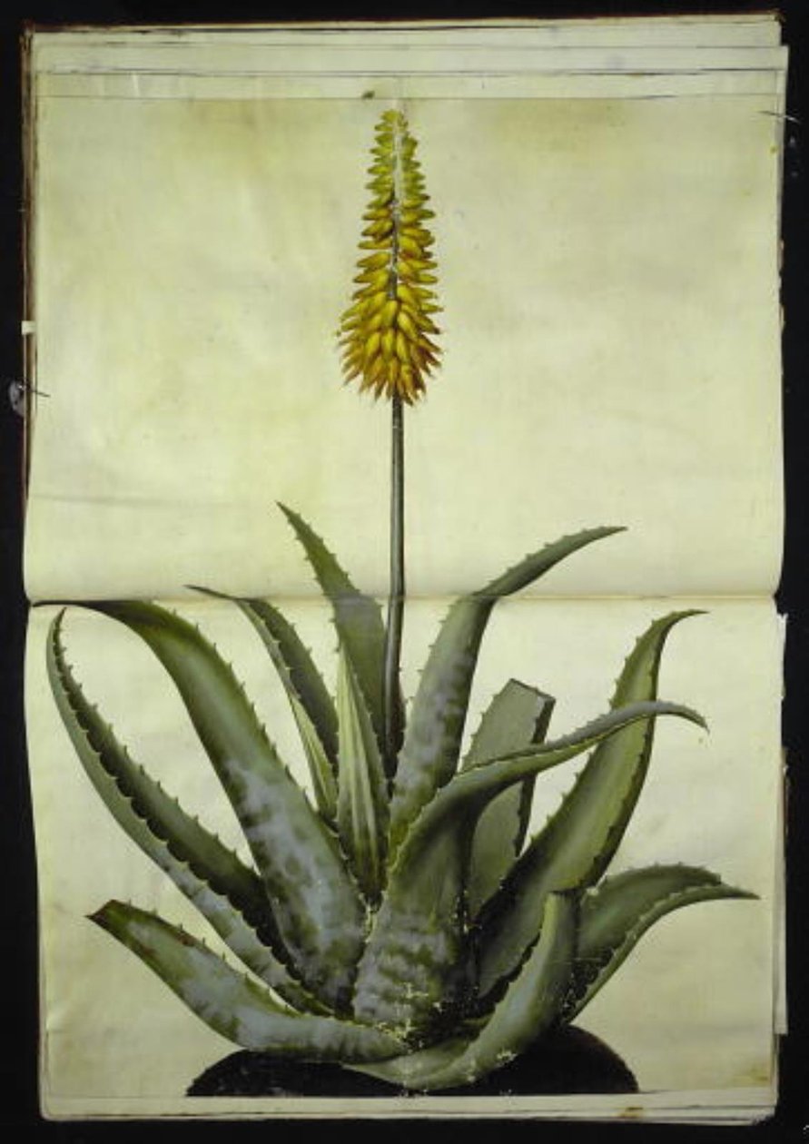 Aloe vera (lékařské aloe) od Hans Simon Holtzbecker