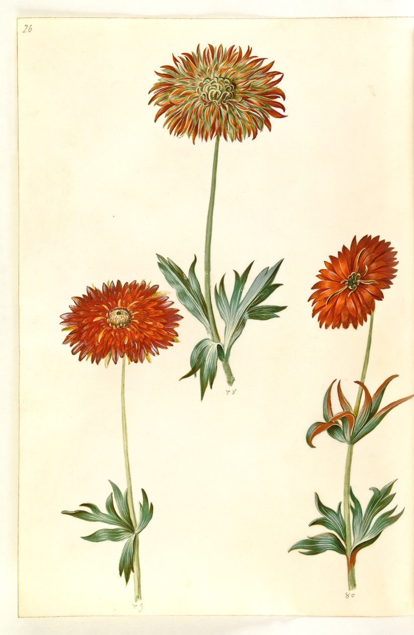 Sasanka ×fulgens (lesklá sasanka) od Hans Simon Holtzbecker