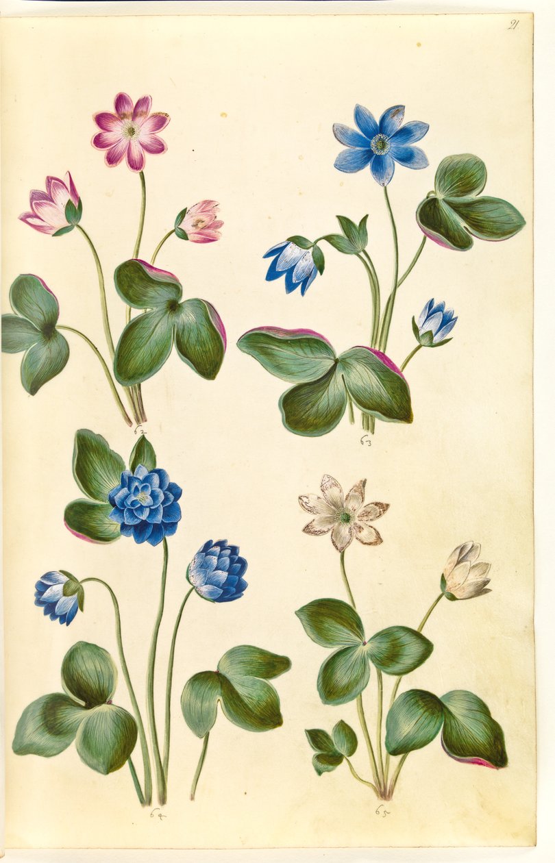 Anemone hepatica (modrá sasanka) od Hans Simon Holtzbecker